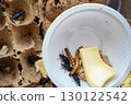 Mealworms and beetles on plastic tray 130122542