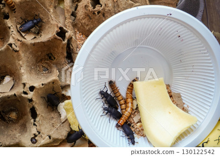 Mealworms and beetles on plastic tray 130122542