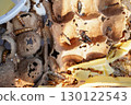 Insects and larvae on egg carton with plastic 130122543
