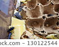 Mealworms and beetles in breeding container 130122544