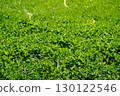 Close-up of green grass field 130122546