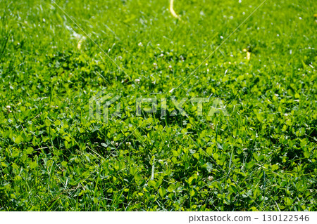 Close-up of green grass field Close-up of green grass field 130122546