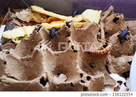 Superworms and beetles processing plastic in sustainable substrate 130122554