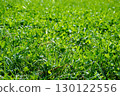 Vibrant green clover and grass glowing in summer daylight outdoors 130122556