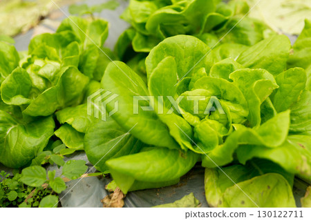 Smart farming techniques hydroponic salad vegetables red oak green lettuce ensuring fresh sustainable produce fresh produce sustainable agriculture promotes healthy eating support local community. Smart farming techniques hydroponic salad vegetables red oak green lettuce ensuring fresh sustainable produce fresh produce sustainable agriculture promotes healthy eating support local community. 130122711