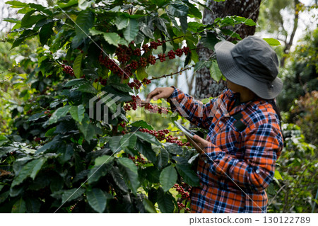 Farmer concept harvest hand ripe coffee seed robusta arabica berry close up fresh green leaf bean picking orange crop red yellow berries raw plant tree farm growth blur background eco organic garden 130122789