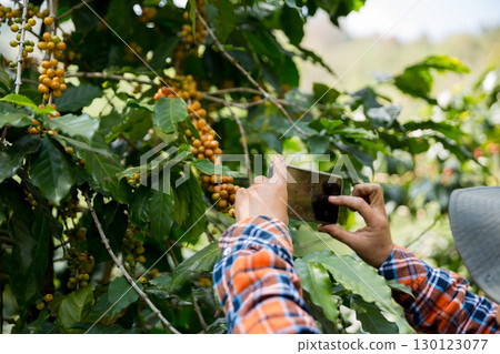Farmer concept harvest hand ripe coffee seed robusta arabica berry close up fresh green leaf bean picking orange crop red yellow berries raw plant tree farm growth blur background eco organic garden 130123077