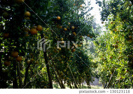 Business farm orange concept nature fruit citrus orchard mandarin tree growing, vibrant organic lush leaves background farmer green garden crop leaf ripe laden branches plant close up farming growth. Business farm orange concept nature fruit citrus orchard mandarin tree growing, vibrant organic lush leaves background farmer green garden crop leaf ripe laden branches plant close up farming growth. 130123118