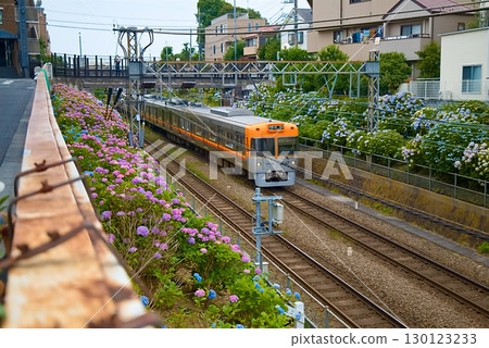 Keio Inokashira線和繡球花 Keio Inokashira線和繡球花 130123233