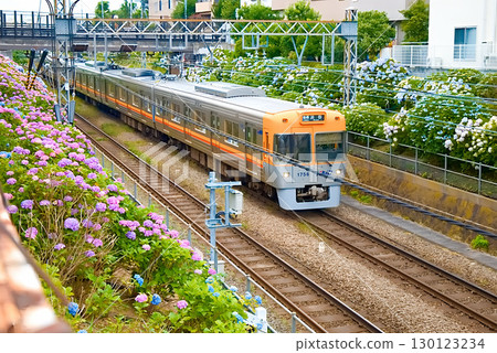 Keio Inokashira線和繡球花 130123234