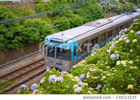 Keio Inokashira線和繡球花 Keio Inokashira線和繡球花 130123235