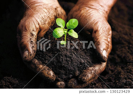 Hands Holding Dark Rich Soil with a Small Plant 130123429
