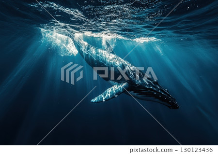 Majestic Whale Diving into Deep Blue Ocean Waters 130123436