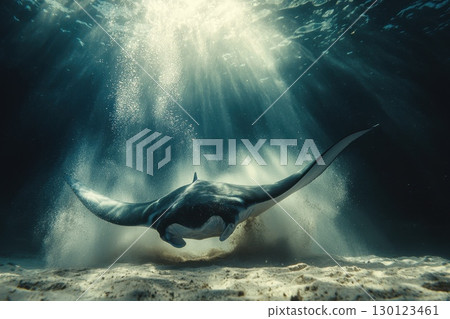 Elegant Manta Ray Swimming Gracefully in Ocean Depths 130123461