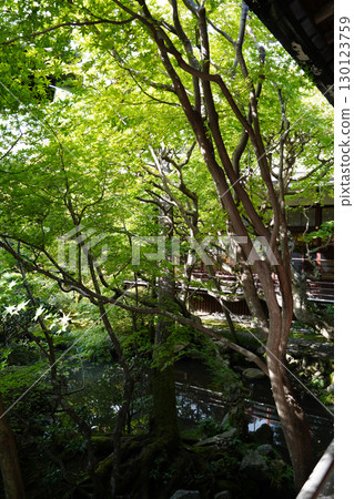 Kyoto temple garden scenery 130123759