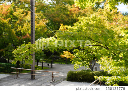Kyoto temple garden scenery Kyoto temple garden scenery 130123776