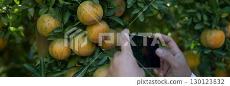 Business farm ripe orange concept farmer hand pick nature fruit citrus orchard mandarin tree growing organic lush leaves background green vibrant garden crop leaf laden branches plant close up growth 130123832