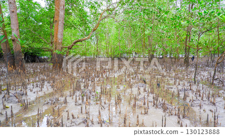 Thick mangrove forest with exposed roots on a muddy swamp at low tide. Thick mangrove forest with exposed roots on a muddy swamp at low tide. 130123888