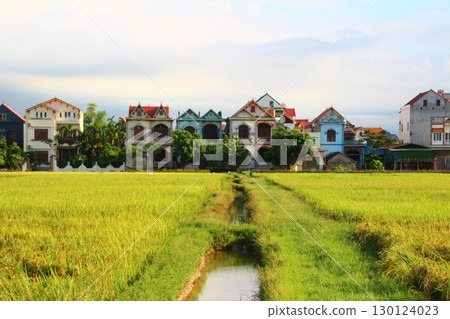 rice fields in vietnam rice fields in vietnam 130124023