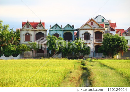 rice fields in vietnam rice fields in vietnam 130124024