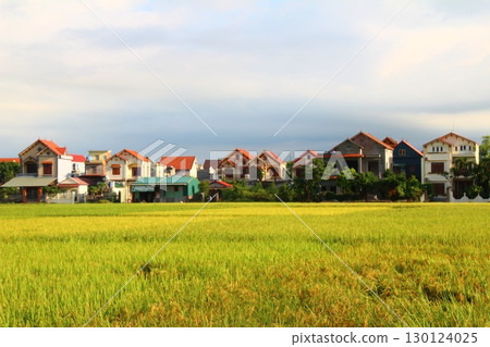 rice fields in vietnam rice fields in vietnam 130124025