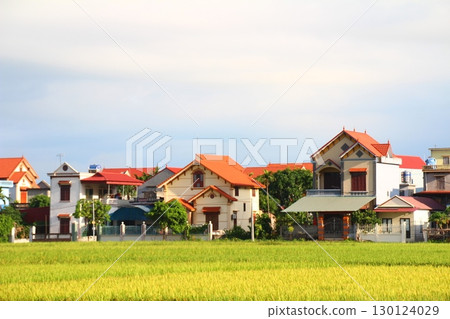 rice fields in vietnam 130124029