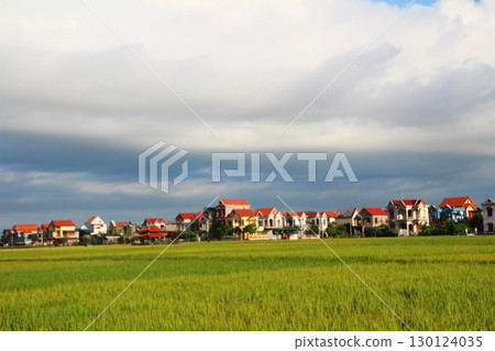 rice fields in vietnam rice fields in vietnam 130124035