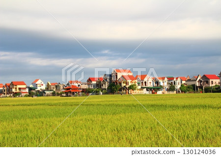 rice fields in vietnam 130124036