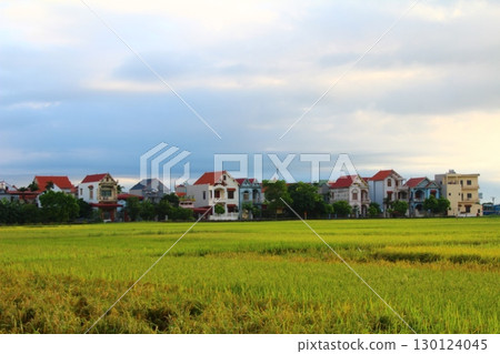 rice fields in vietnam 130124045
