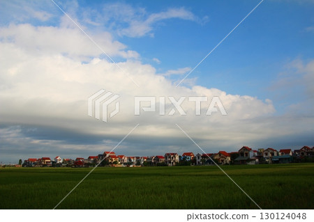 rice fields in vietnam rice fields in vietnam 130124048