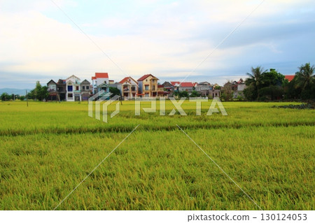 rice fields in vietnam 130124053