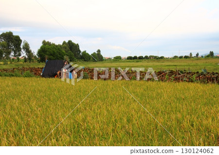 rice fields in vietnam 130124062