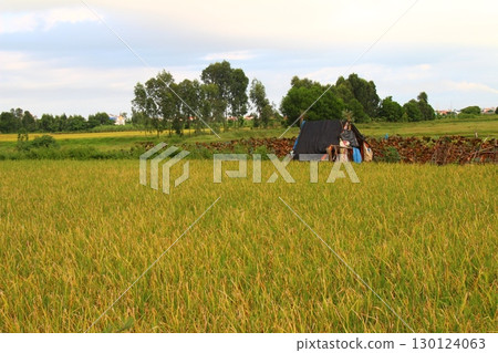 rice fields in vietnam 130124063