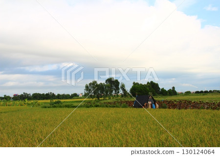 rice fields in vietnam 130124064