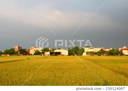 rice fields in vietnam rice fields in vietnam 130124067