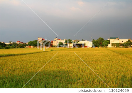 rice fields in vietnam rice fields in vietnam 130124069