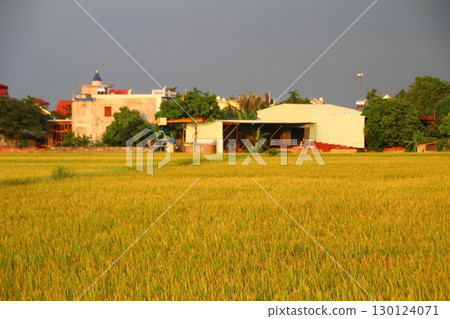 rice fields in vietnam rice fields in vietnam 130124071