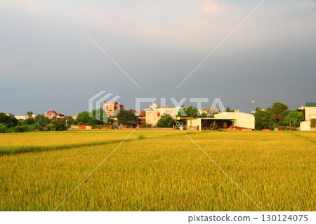 rice fields in vietnam rice fields in vietnam 130124075