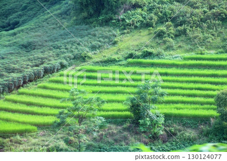 rice fields in vietnam 130124077