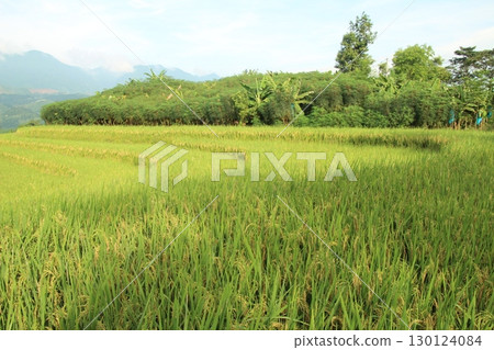 rice fields in vietnam 130124084
