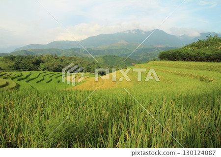rice fields in vietnam 130124087