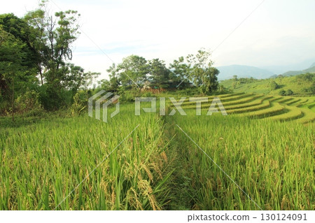 rice fields in vietnam rice fields in vietnam 130124091