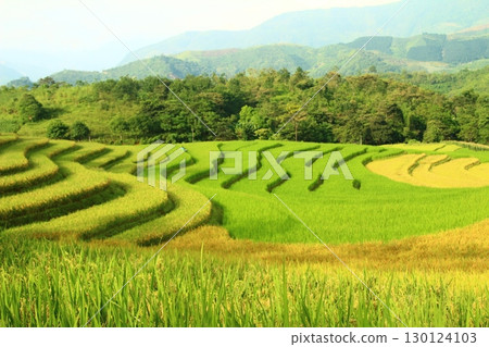 rice fields in vietnam 130124103