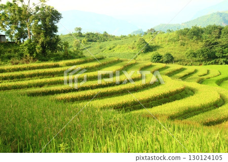 rice fields in vietnam 130124105