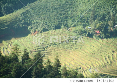 rice fields in vietnam rice fields in vietnam 130124108