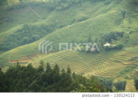 rice fields in vietnam rice fields in vietnam 130124113