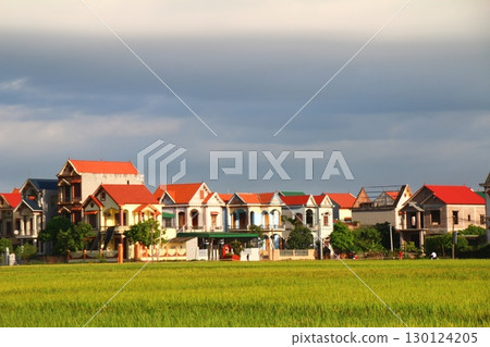 rice fields in vietnam 130124205
