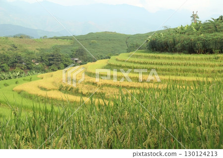 rice fields in vietnam 130124213