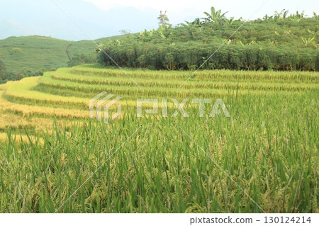 rice fields in vietnam 130124214