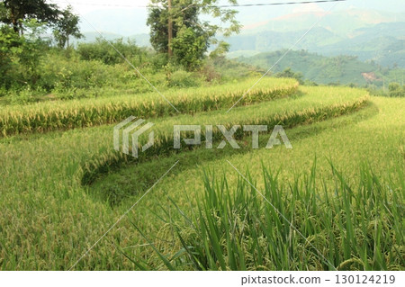 rice fields in vietnam 130124219